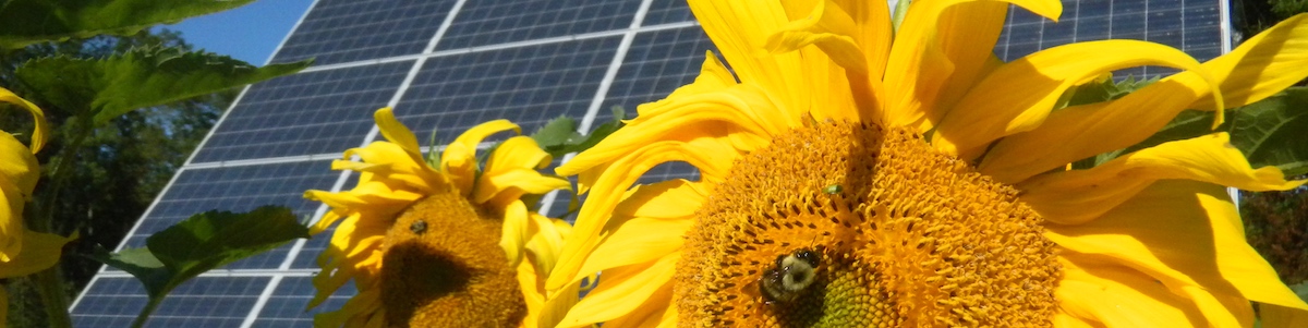 Sunflowers and Solar Panels